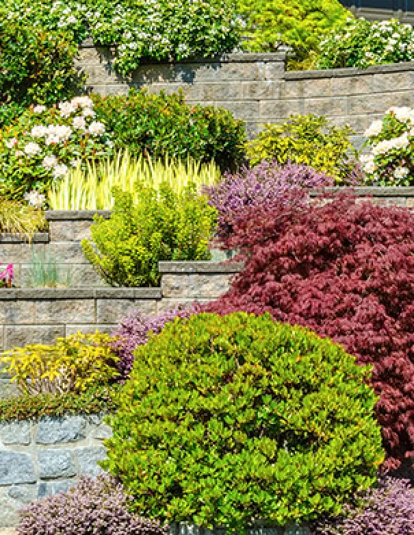 amenagement-jardin-plantation-arbustes-soustons