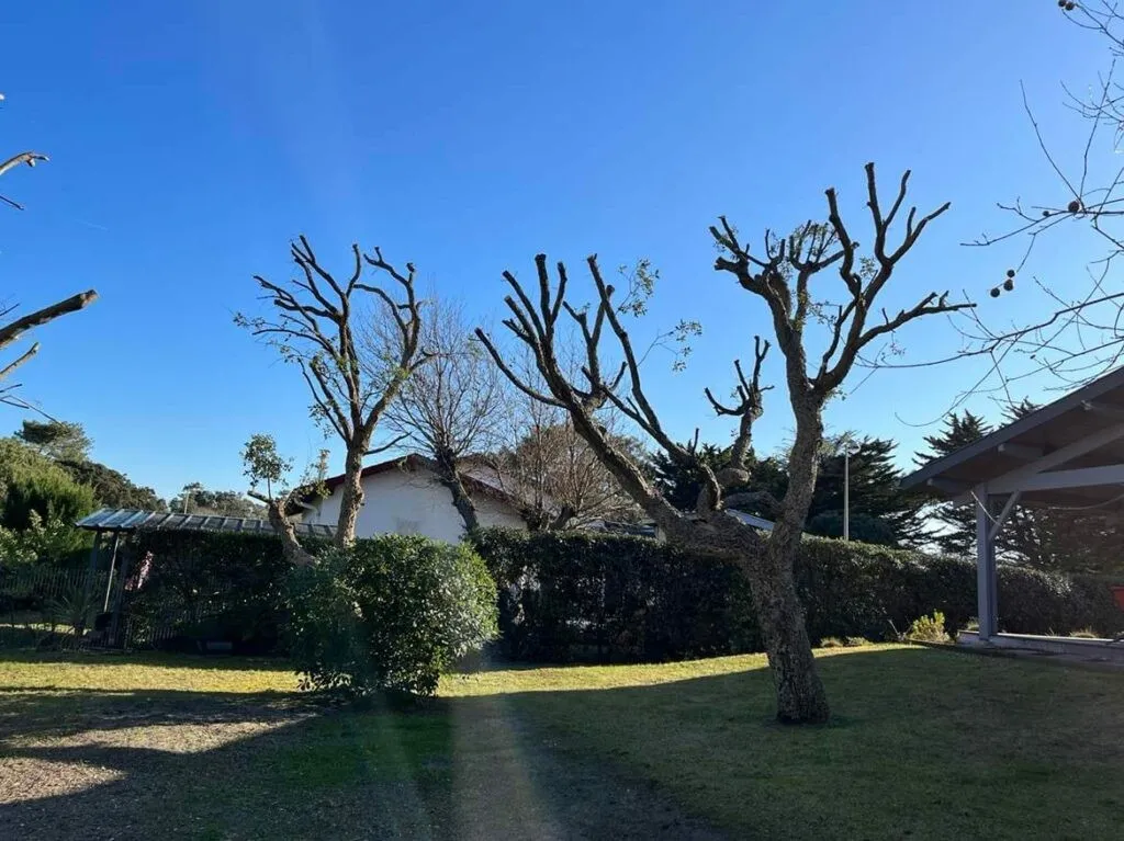 elagage-arbres-landes